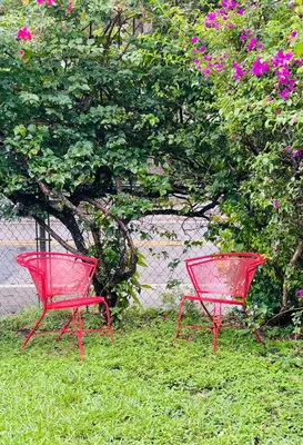 two red chairs sitting in the grass next to a tree at Key West Style Historic Home in Coconut Grove Florida The Yellow House in Miami