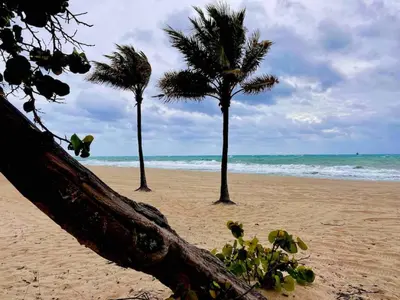 two palm trees on a sandy beach with the ocean at Efficiency 3 on water Las Olas beach and free kayaks in Fort Lauderdale