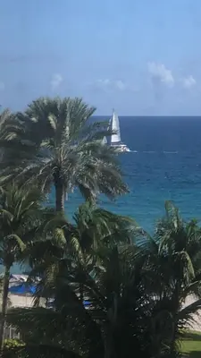 a sail boat in the ocean with a palm tree at Lovely beaches ocean & city view in Miami Beach
