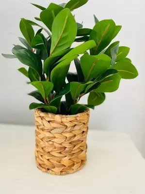 a plant in a basket sitting on a table at Coral Gables / Coconut Grove area FREE parking in Miami